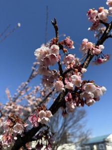 e38182e381b2e3828befbc91efbc8cefbc93efbc90-4